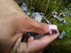 Lobelia jasionoides