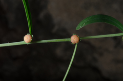 Phyllanthus maderaspatensis