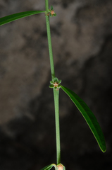 Phyllanthus maderaspatensis
