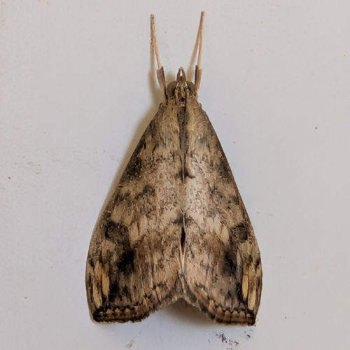 Cross-striped Cabbageworm Moth photo 3