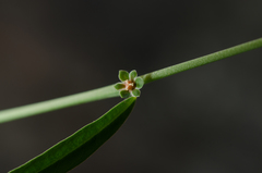 Phyllanthus maderaspatensis