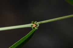 Phyllanthus maderaspatensis