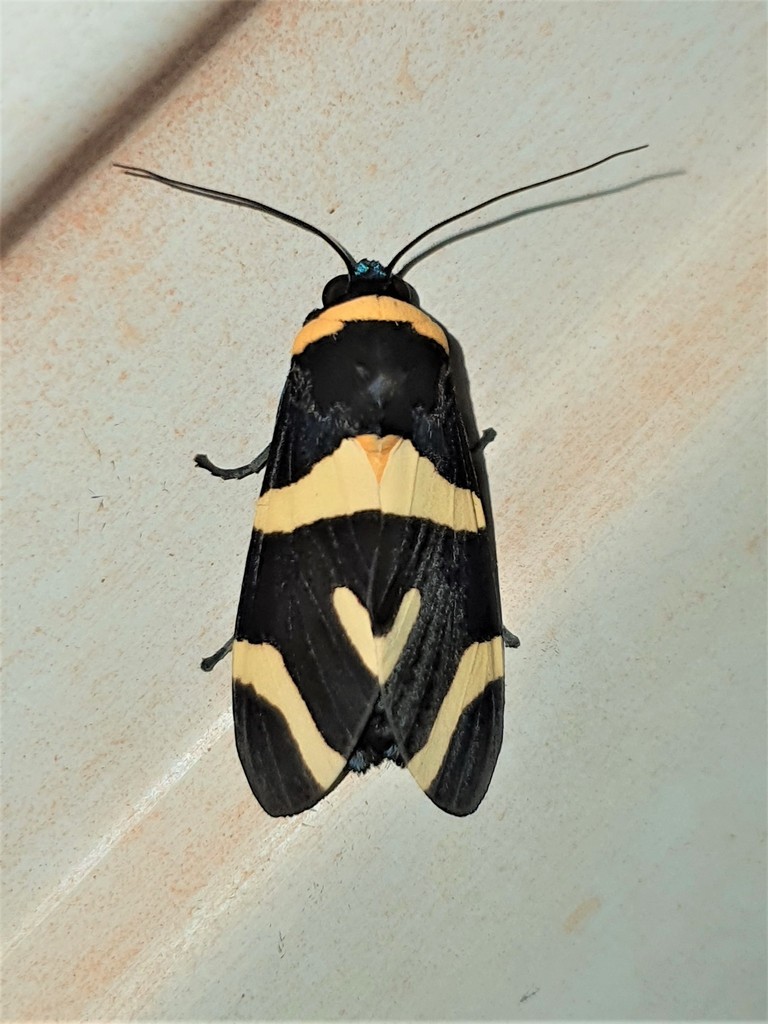 Viviennea zonana