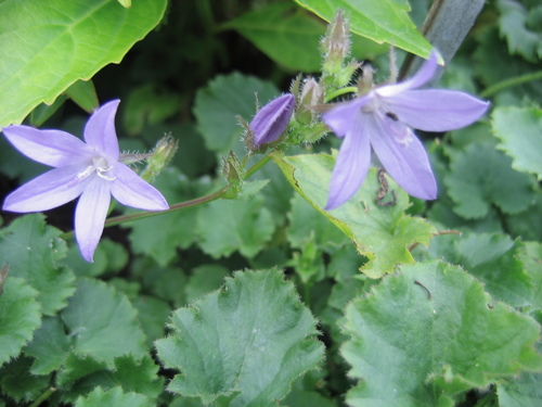 Trailing bellflower
