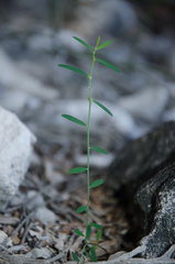 Phyllanthus maderaspatensis
