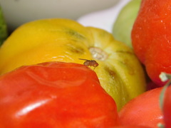 Drosophila immigrans