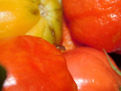 Drosophila immigrans