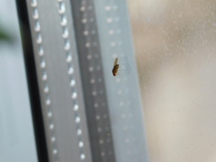 Drosophila immigrans