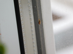 Drosophila immigrans