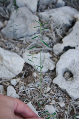Phyllanthus maderaspatensis