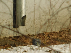 Columba livia domestica
