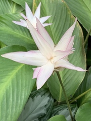 Goeppertia loeseneri