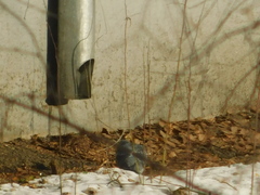 Columba livia domestica