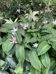 Goeppertia loeseneri