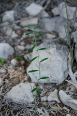 Phyllanthus maderaspatensis