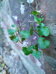 Cymbalaria muralis