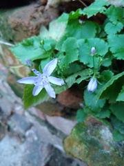 Campanula poscharskyana