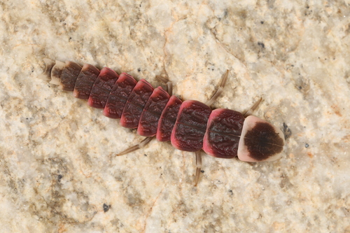 Pleotomus nigripennis
