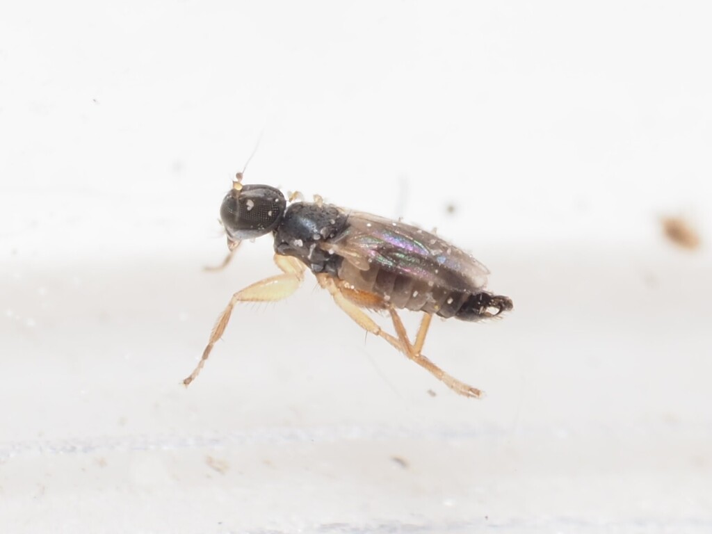 Stilpon sublunatus