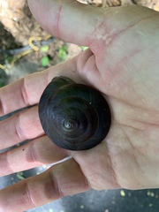 Caracolus excellens
