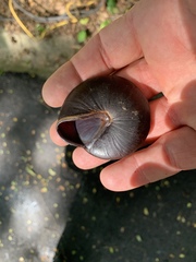 Caracolus excellens