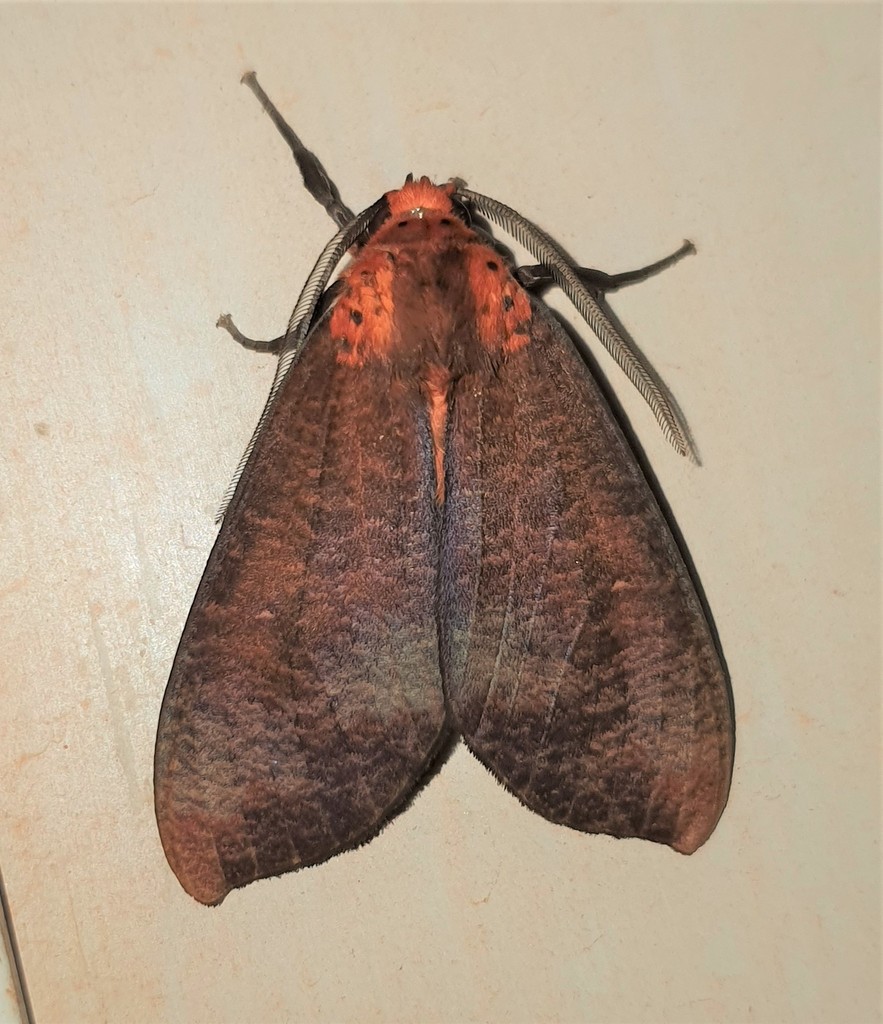 Ammalo ammaloides