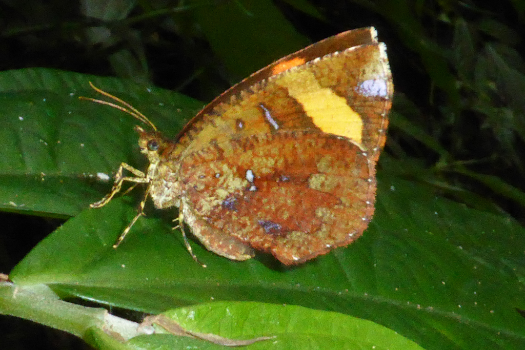 Callidula attenuata