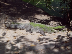 Crocodylus suchus