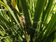 Zosteraeschna minuscula