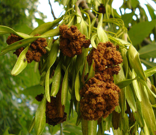 Ash Key Gall Mite