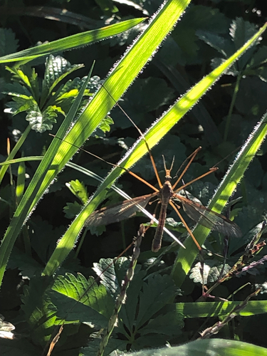Tipula maxima