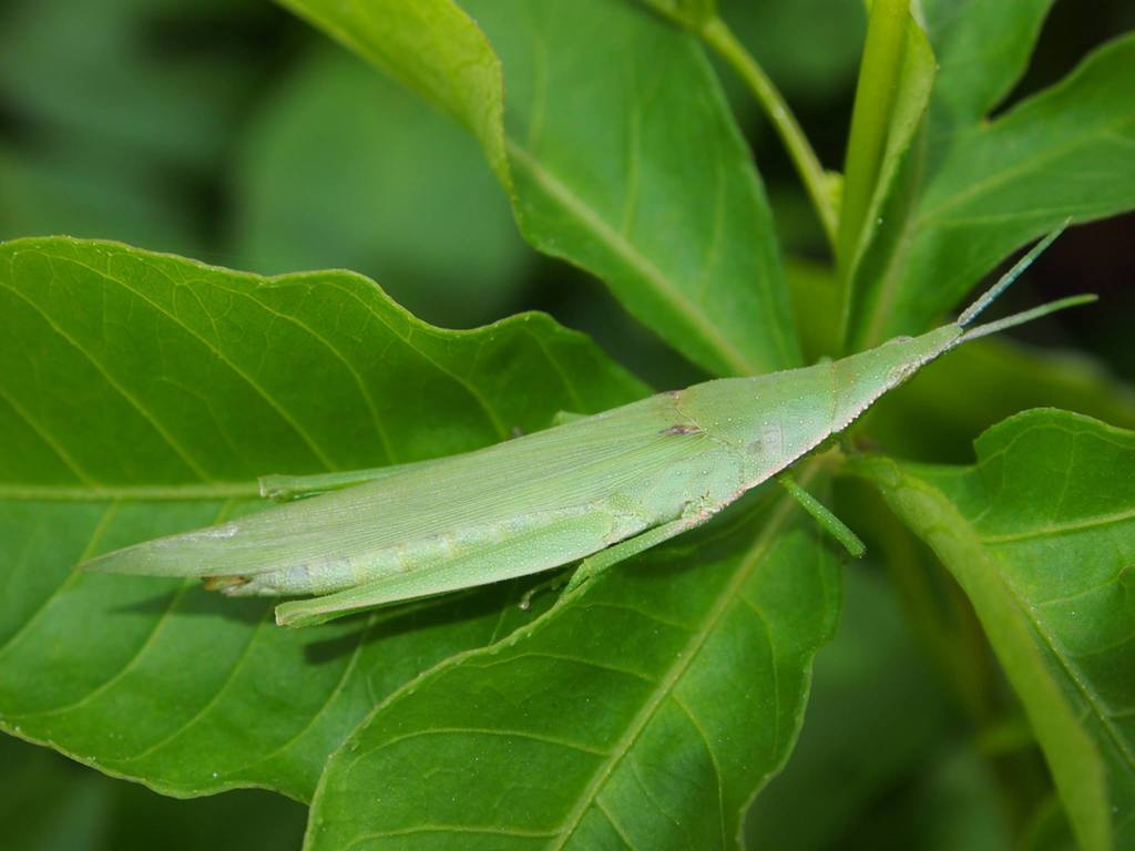 Atractomorpha