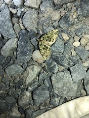 Austrocidaria callichlora