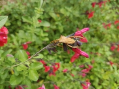 Elasmopoda valga