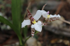Rhynchostele rossii