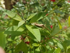 Elasmopoda valga