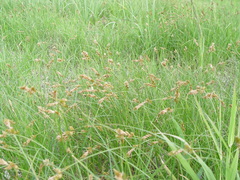 Carex disticha