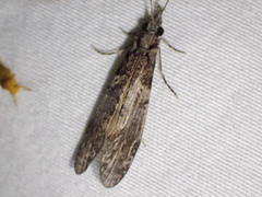 Triplectides similis