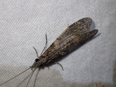 Triplectides similis