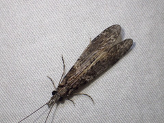 Triplectides similis