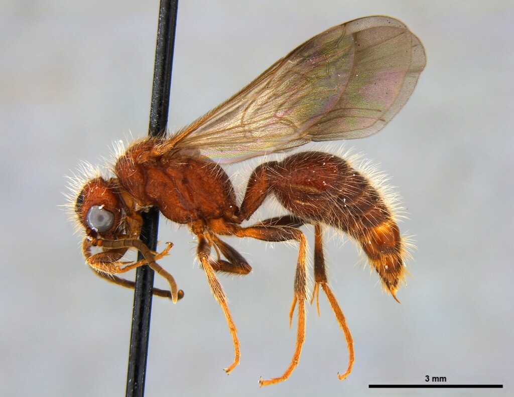 Sphaeropthalma pateli
