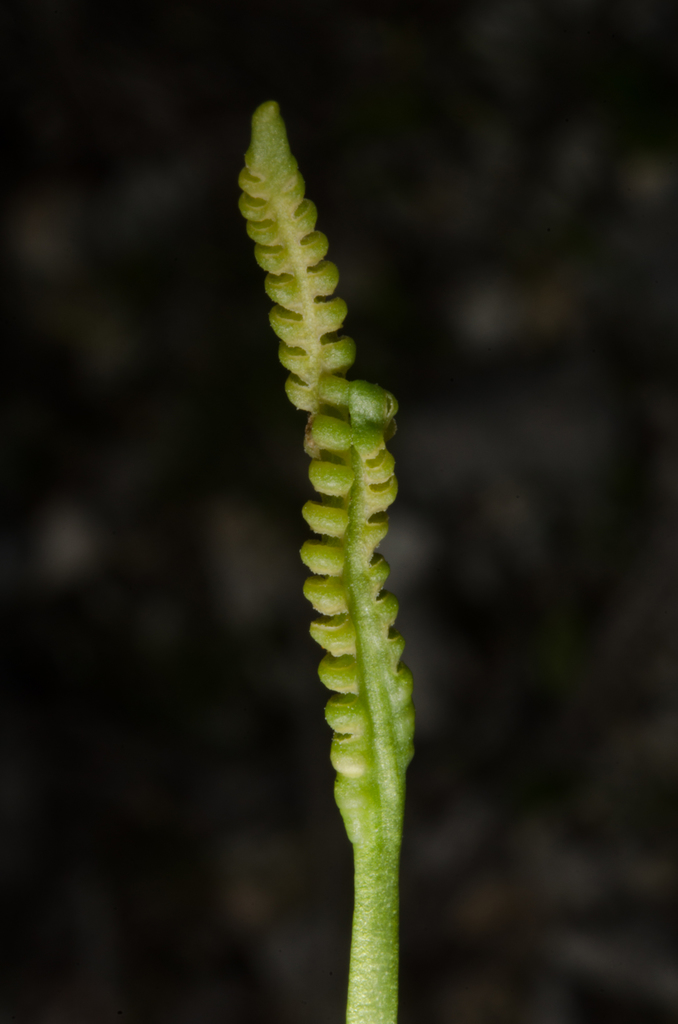 Ophioglossum lancifolium