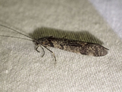 Triplectides similis