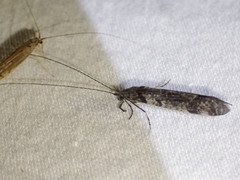 Triplectides similis