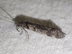 Triplectides similis