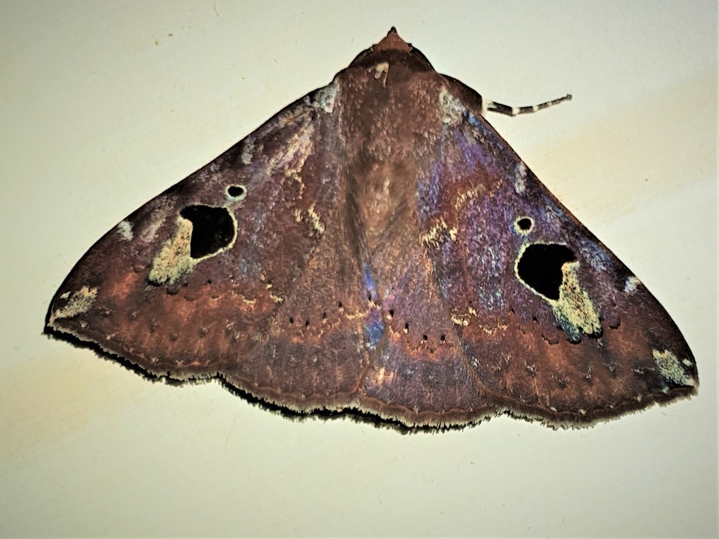 Obroatis distincta