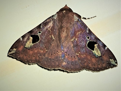Obroatis distincta