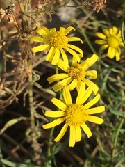 Senecio inaequidens