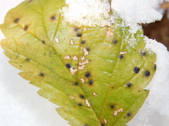 Coleroa chaetomium