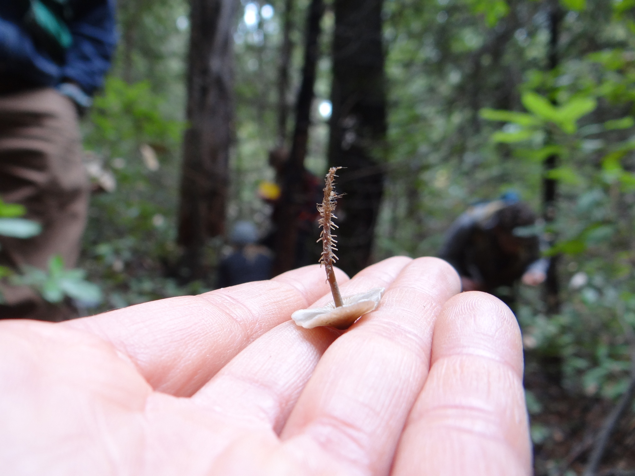 Dendrocollybia racemosa image